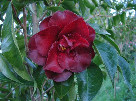Black magic camellia japonjca